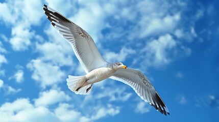 Obraz premium Soaring seagull with outstretched wings against a backdrop of fluffy white clouds and blue sky.