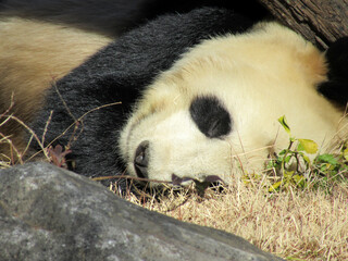 昼寝する動物園のパンダ