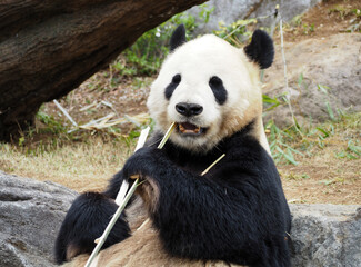 竹を食べる動物園のパンダ