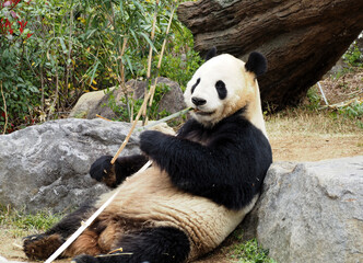 竹を食べる動物園のパンダ