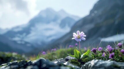USA, Washington, Mount Rainier National Park, Mt. Rainier and flower m