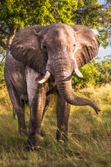 Clsoe up of African Bush Elephants walking on the road in wildlife reserve. Maasai Mara, Kenya,...