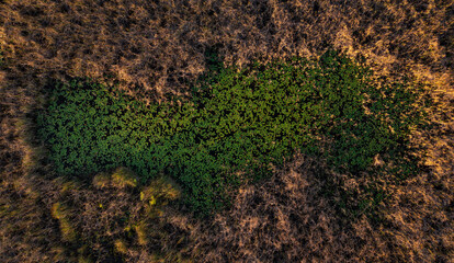 Everglades Pond Nestled Between Sawgrass