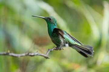 Green Hermit, Phaethornis guy, rare hummingbird from Costa Rica, green bird flying next to beautiful red flower with rain, action feeding scene in green tropical forest, animal in the nature habitat