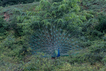 Peacock blue, peacock ordinary Pavo cristatus . Beautiful peacock walking freely.