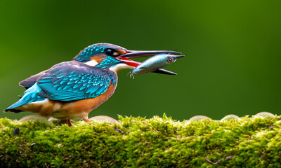 A male kingfisher fishing for his chicks.