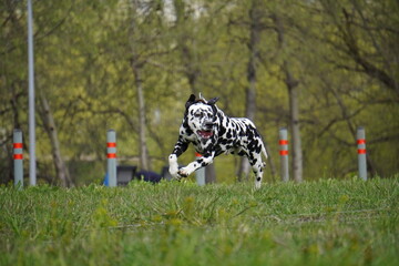 dalmatian dog running in the grass cunsing