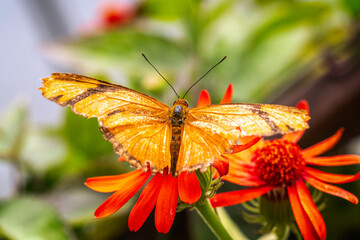 Close-up of a Julia Longwing butterfly (Dryas iulia) perched on a leaf.