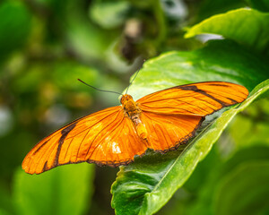 Fototapeta na wymiar Close-up of a Julia Longwing butterfly (Dryas iulia) perched on a leaf.