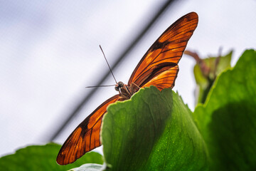 Close-up of a Julia Longwing butterfly (Dryas iulia) perched on a leaf.
