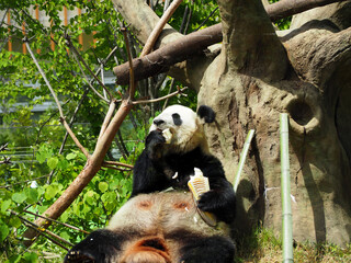 タケノコを食べる動物園のパンダ
