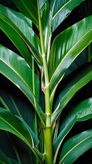 vertical background, green leaves of palm - obrazy, fototapety, plakaty
