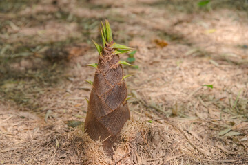 土の中から出てきた筍