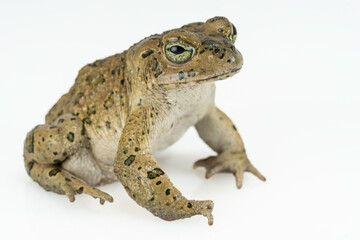 African Green Toad - Bufotes boulengeri