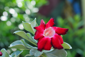 Adenium obesum, more commonly known as a desert rose, is a poisonous species of flowering plant...