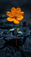 A flower grows out of the dry black soil, hope,Blossoming Hope: A Symbol of Resilience and Renewal | 4K HD Wallpaper
