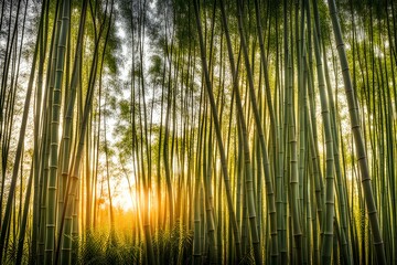 Bamboo in sunset