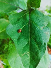 Ladybug sitting on a green leaf 