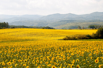 満開のヒマワリ畑