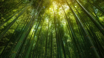 Sunlight filtering through a lush bamboo forest, creating a vibrant and tranquil green canopy
