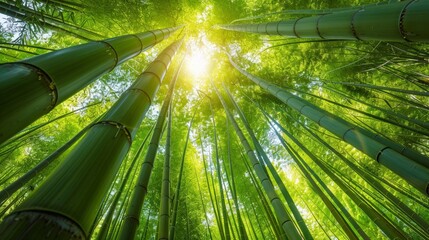Sunlight filtering through a lush bamboo forest, creating a vibrant and tranquil green canopy
