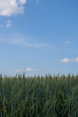 緑の麦の穂と青空
