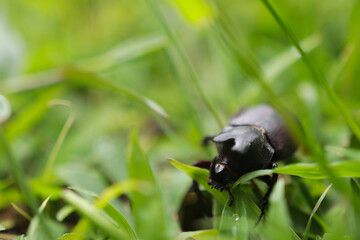 Black beetle on grass.