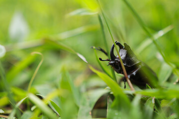 Beetle on grass.