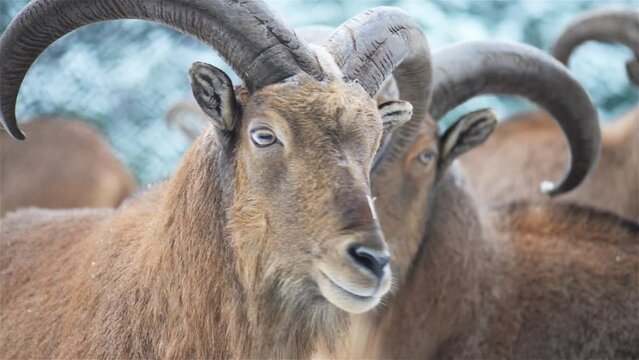 Barbary sheep (Ammotragus lervia)