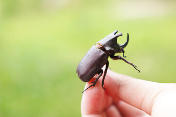 Beetle on hand.