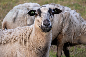 Welsh Mountain sheep in a field