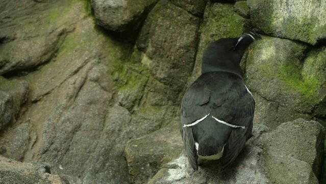 razorbill (Alca torda) is colonial seabird