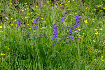 Salvia pratensis Wiesensalbei in Vollblüte