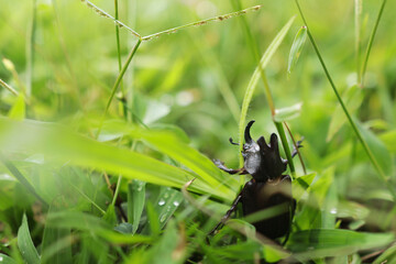 Black beetle on grass.