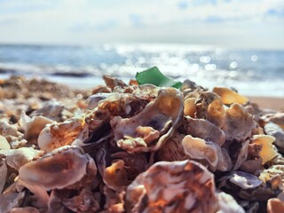 Shells on the beach, and sea waves, wallpaper, background, graphic design resources