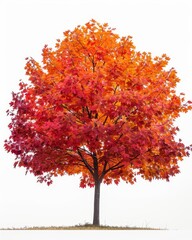 A tall and proud maple tree stands alone in a field