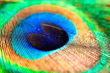 Fototapeta premium A closeup portrait of a colorful and vibrant peacock feather. The bird uses them as a defense against predators, because the blue looks like an eye.