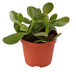 cactus in a pot cut out isolated transparent background