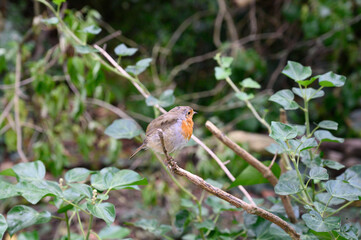 robin perched on a branch
