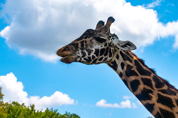 giraffe head and neck against blue sky.