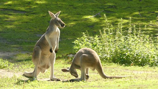 Red kangaroo (Osphranter rufus)