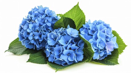 blue hydrangea