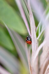 A portrait of a small red and black ladybug with black spots or coccinellidae sitting on a brown blade of grass. The small insect is walking around and hunting.