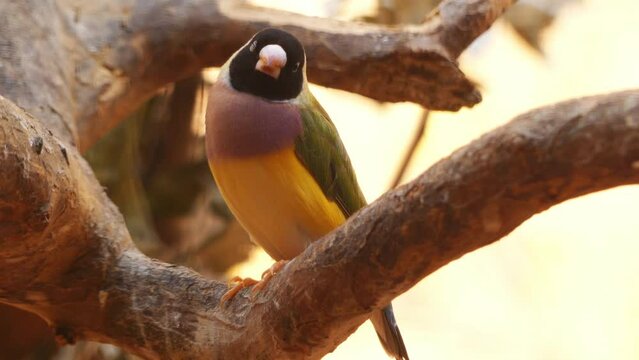 Gouldian finch (Erythrura gouldiae)