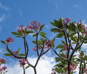 Red and White Plumeria Flowers on a Tree Underneath Blue Sky.