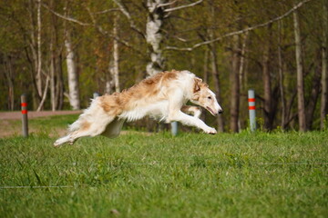 Russian wolfhound dog running in the grass cunsing