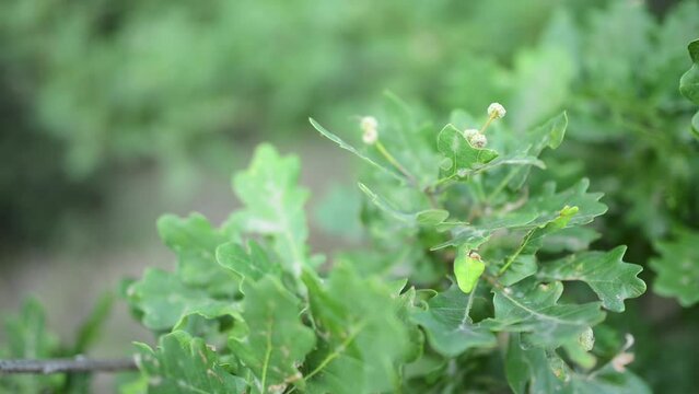 Acorns and young green oak leaves. Quercus robur, common, pedunculate, European or English oak, is species of flowering plant in beech and oak family, Fagaceae.