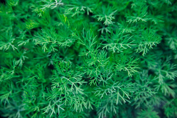 Green dill leaves in the garden. Organic farm. Healthy eating. Foods rich in vitamins. Agricultural industry. Natural background. Fragrant seasoning.