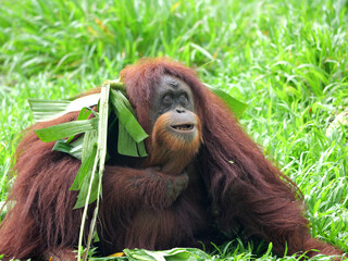 Sumatran Orang Utan relaxing and playing with stem on grass background