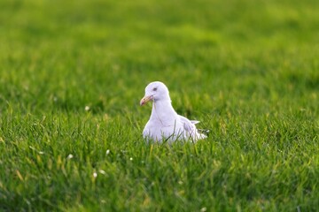 A front closeup portrait of a white gull, mew or seagull seabird sitting in the green grass of a meadow on the countryside. The feathered animal is looking around searching for food.